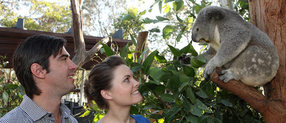 Hobnob With The Koalas At Taronga Zoo