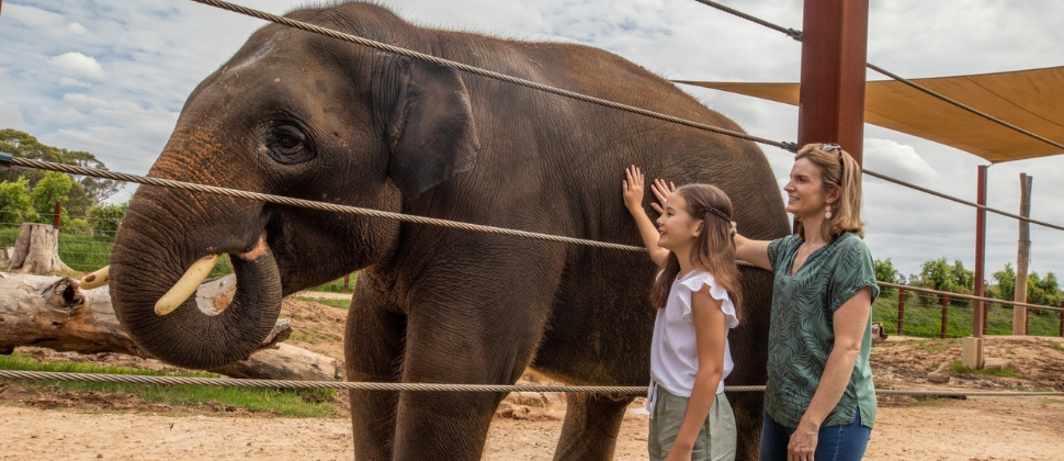 The Giant Mammal – Elephant Encounter