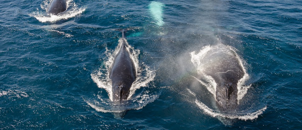 Australia Boasts Some Of The Rarest Whale Species