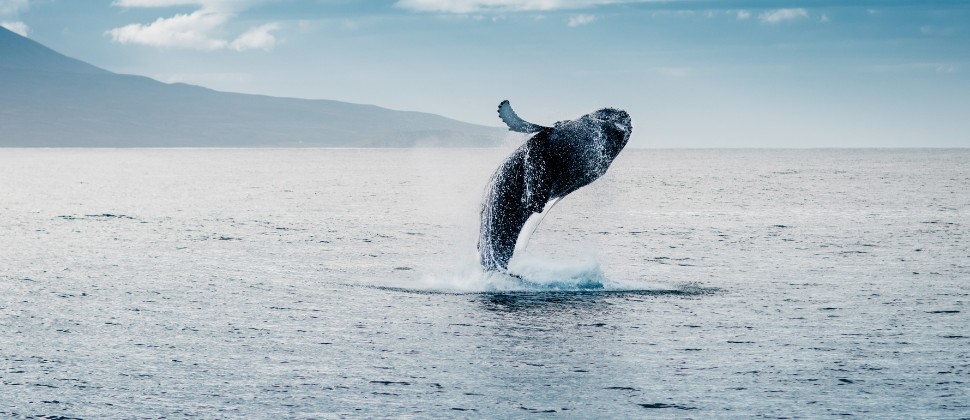 Preparation Tips For Whale Watching In Australia