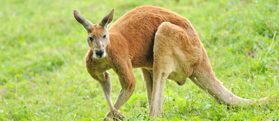 Kangaroos and Plenty Gorge Park
