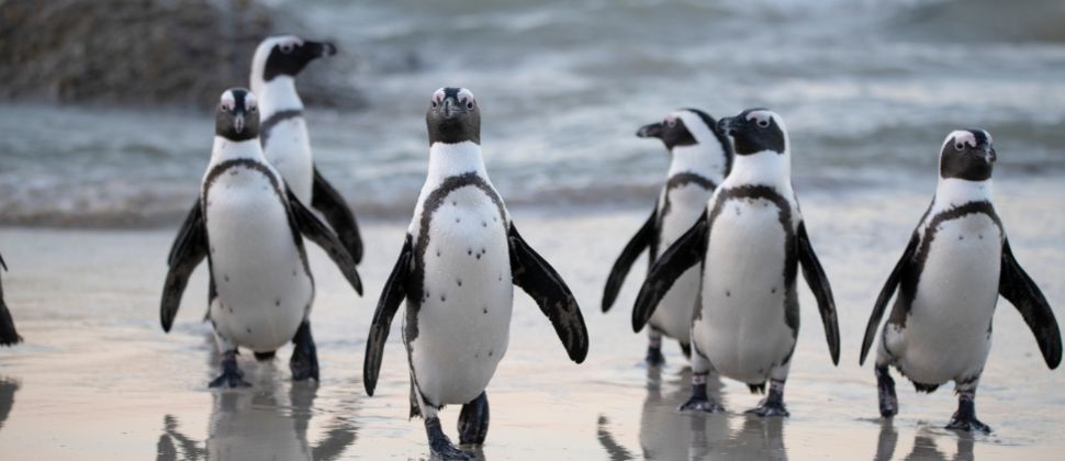 Visit St. Kilda's Adorable Penguins